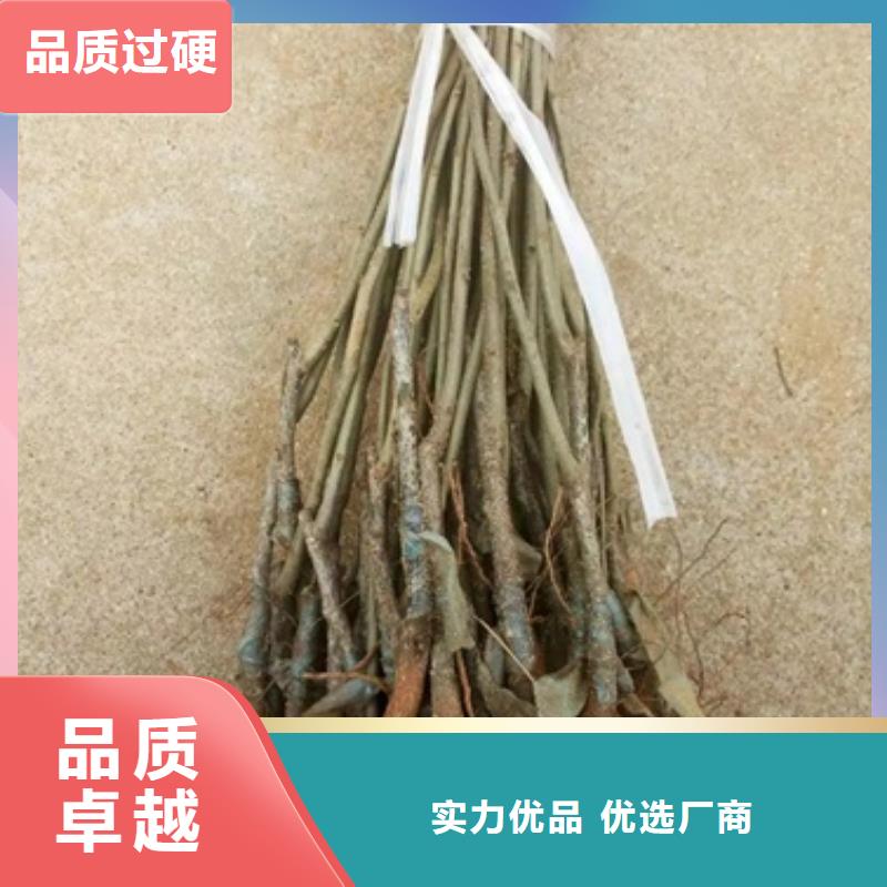 板栗苗_花椒苗诚信可靠
