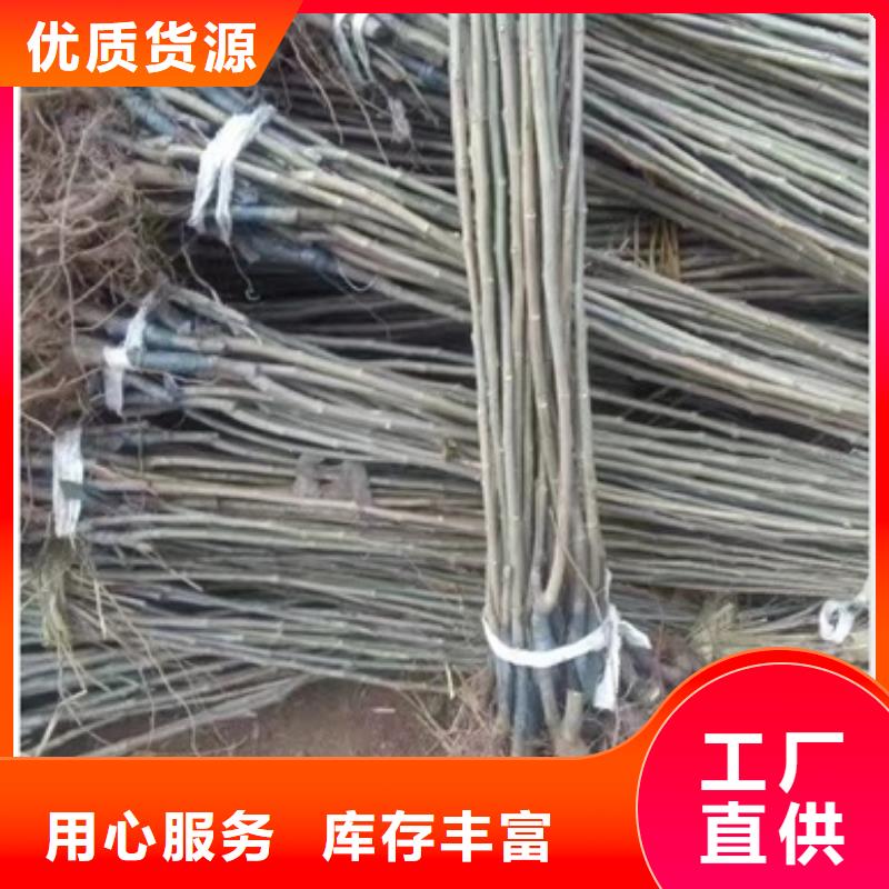 【板栗苗0中间商差价】