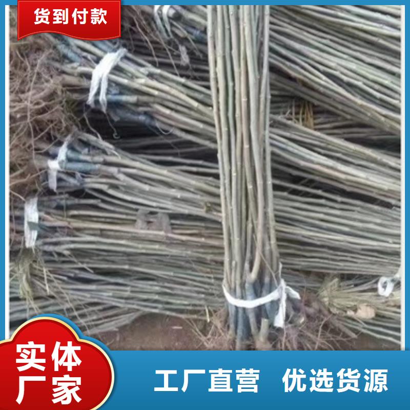 板栗苗蓝莓苗买的放心安兴用的舒心