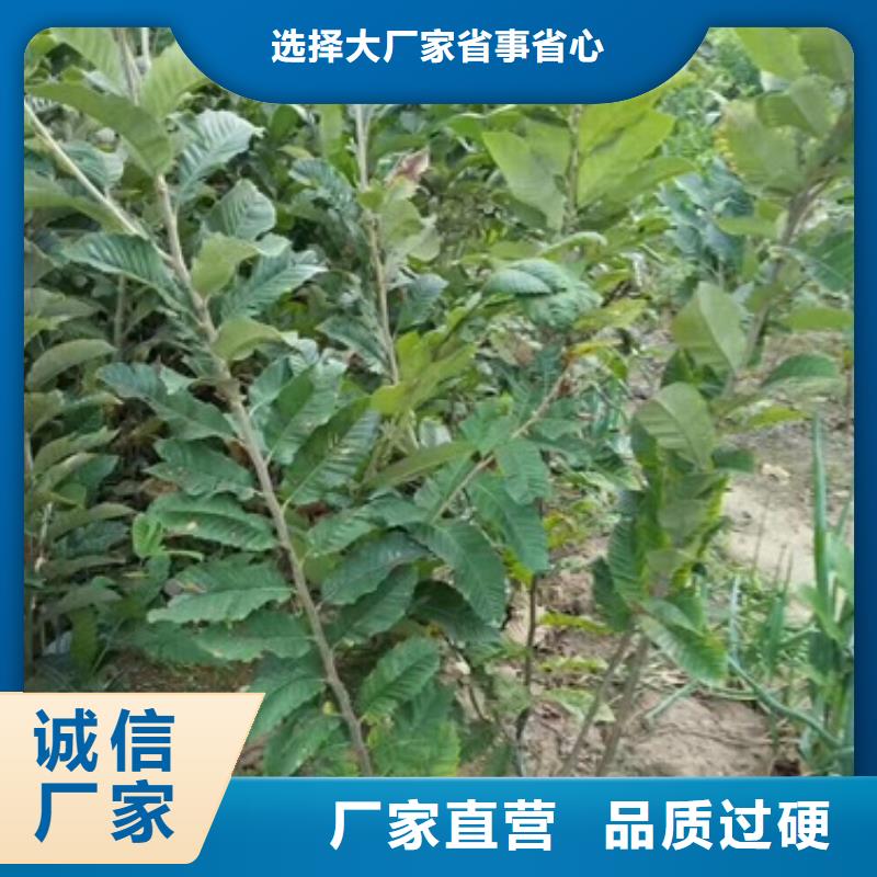 蓝莓苗-视频-蓝莓苗(兴海)覆盖地域新疆克拉玛依市乌鲁木齐|伊犁