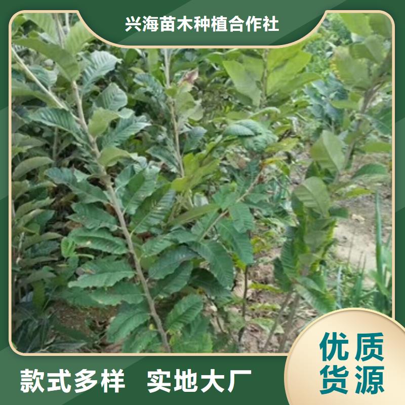 板栗苗桃树苗厂家销售