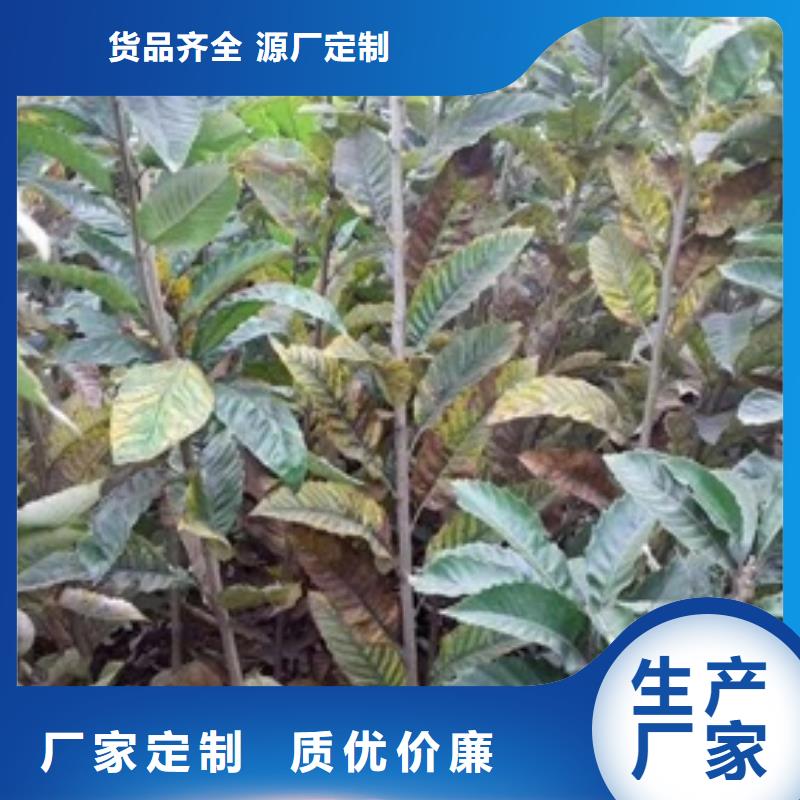 【板栗苗0中间商差价】