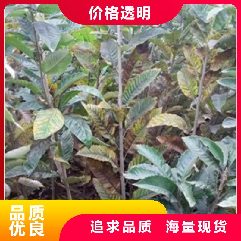 蓝莓苗-视频-蓝莓苗-甘肃省金昌市庆阳|嘉峪关|天水|白银|甘南该地供应商