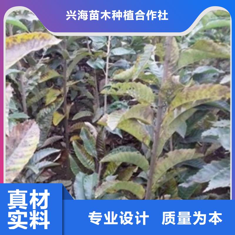 蓝莓苗视频-西固|七里河|嘉峪关|陇南|平凉|定西|酒泉|天水兴海蓝莓苗_ 兴海苗木种植社(兰州市分公司)