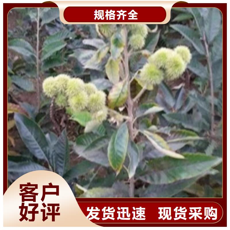 蓝莓苗-视频-蓝莓苗(兴海)覆盖地域新疆克拉玛依市乌鲁木齐|伊犁