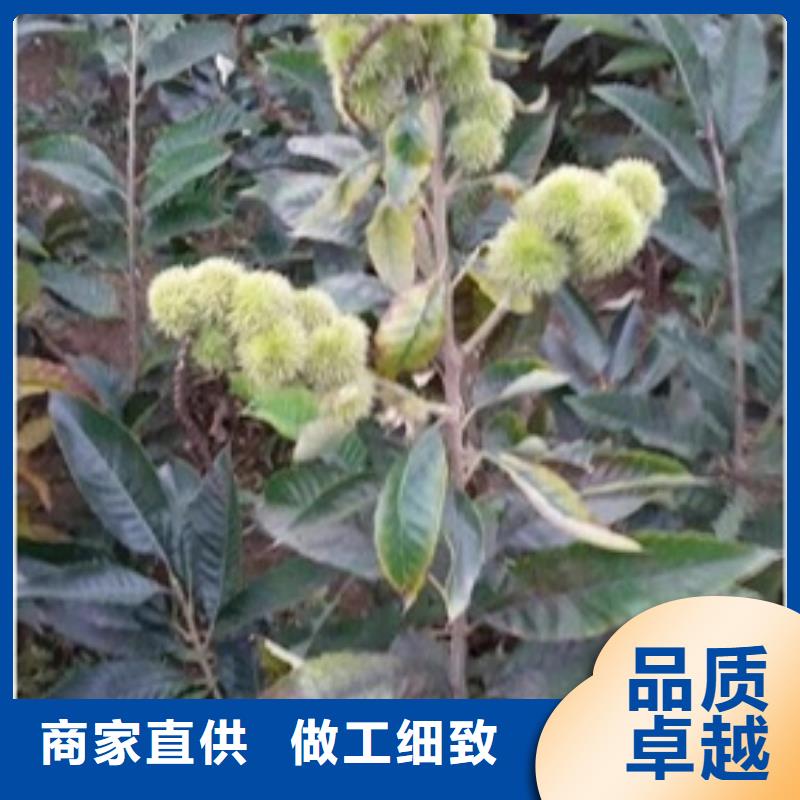 板栗苗梨树苗工厂认证