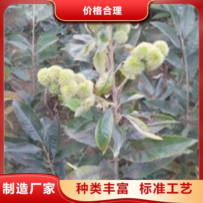 蓝莓苗-视频-蓝莓苗-甘肃省金昌市庆阳|嘉峪关|天水|白银|甘南该地供应商