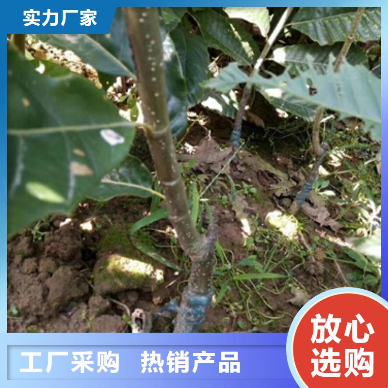 板栗苗梨树苗工厂认证