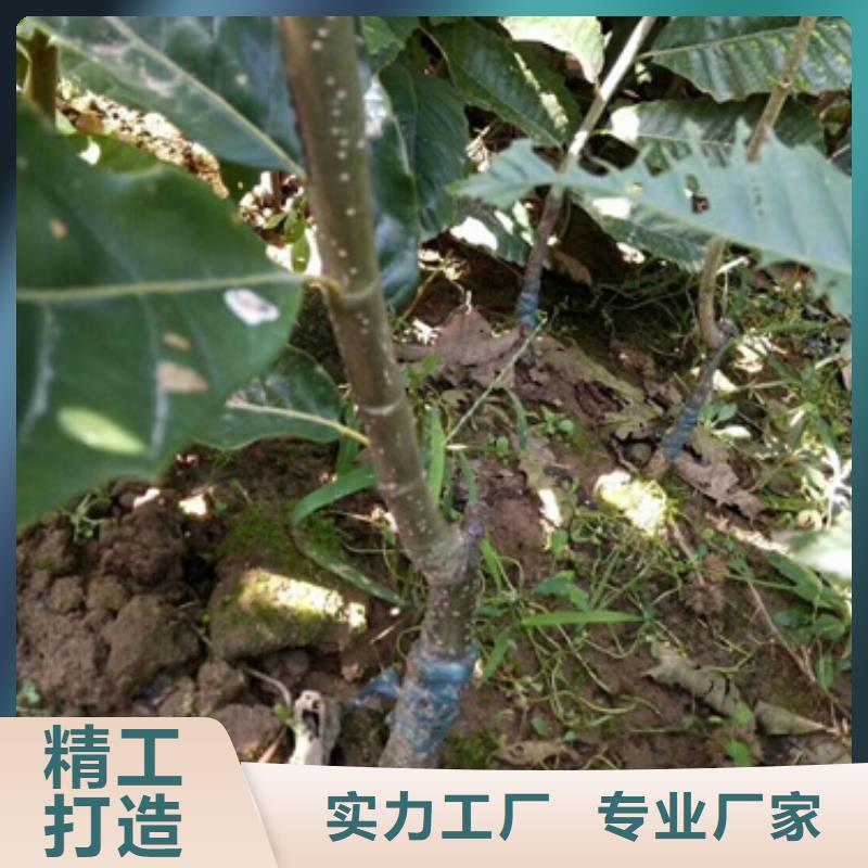板栗苗蓝莓苗可定制有保障