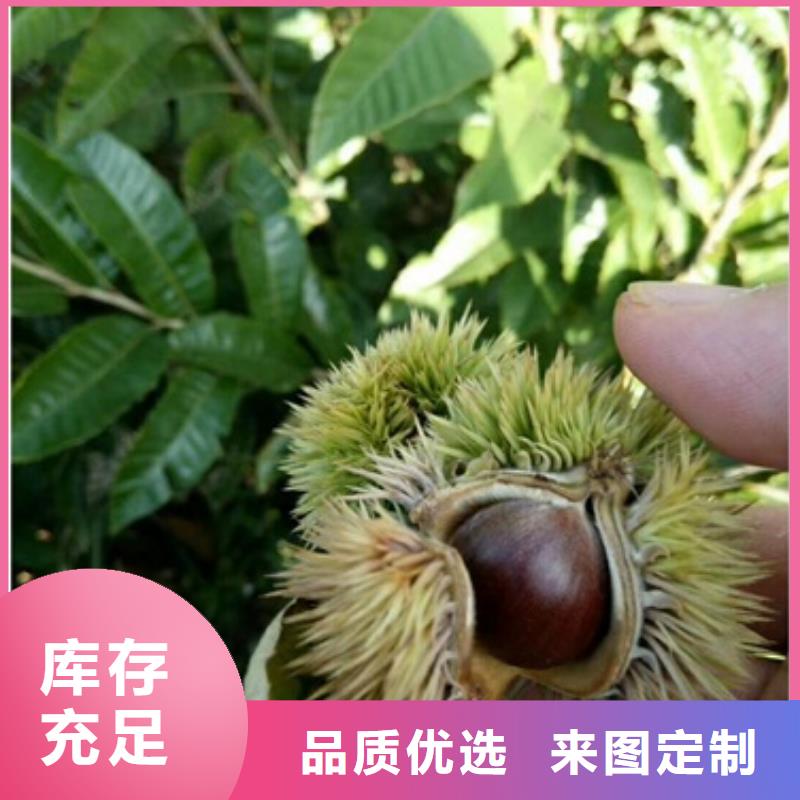 【板栗苗0中间商差价】