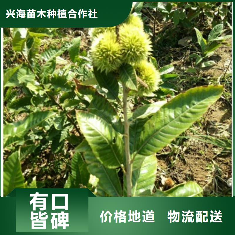 板栗苗桃树苗厂家销售