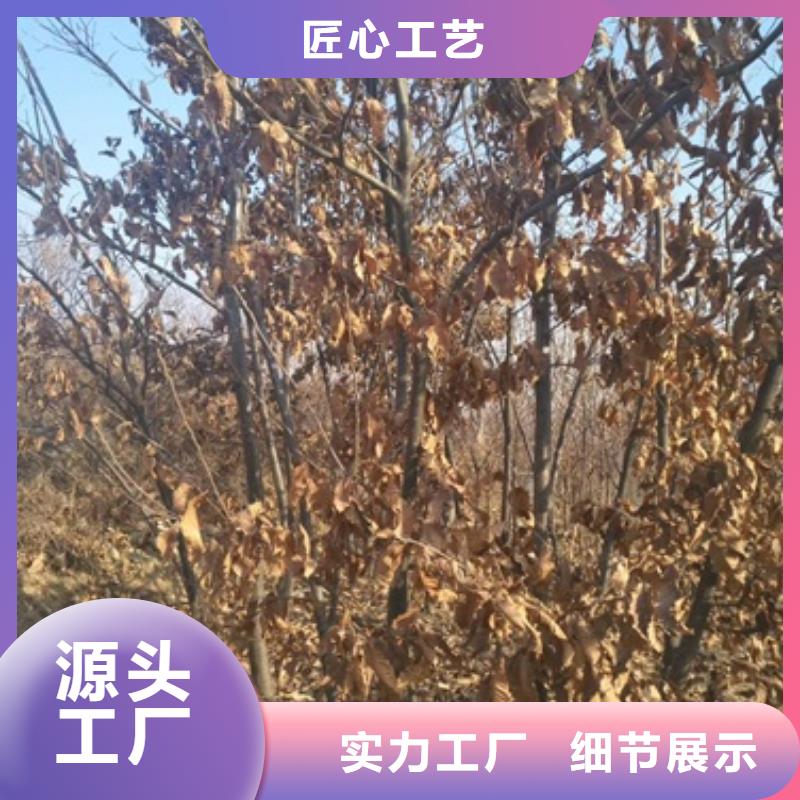 蓝莓苗视频-西固|七里河|嘉峪关|陇南|平凉|定西|酒泉|天水兴海蓝莓苗_ 兴海苗木种植社(兰州市分公司)