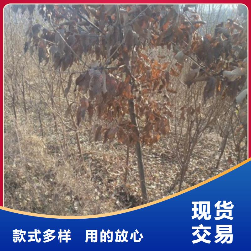 蓝莓苗-视频-蓝莓苗(兴海)覆盖地域新疆克拉玛依市乌鲁木齐|伊犁