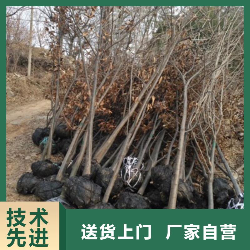 板栗苗蓝莓苗可定制有保障