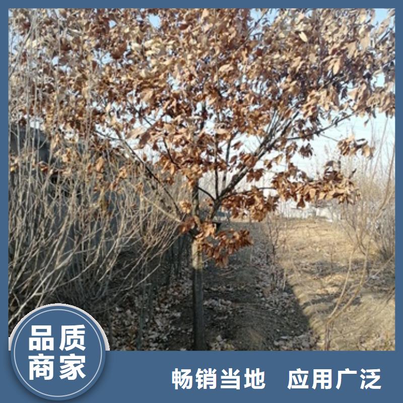 蓝莓苗视频-西固|七里河|嘉峪关|陇南|平凉|定西|酒泉|天水兴海蓝莓苗_ 兴海苗木种植社(兰州市分公司)