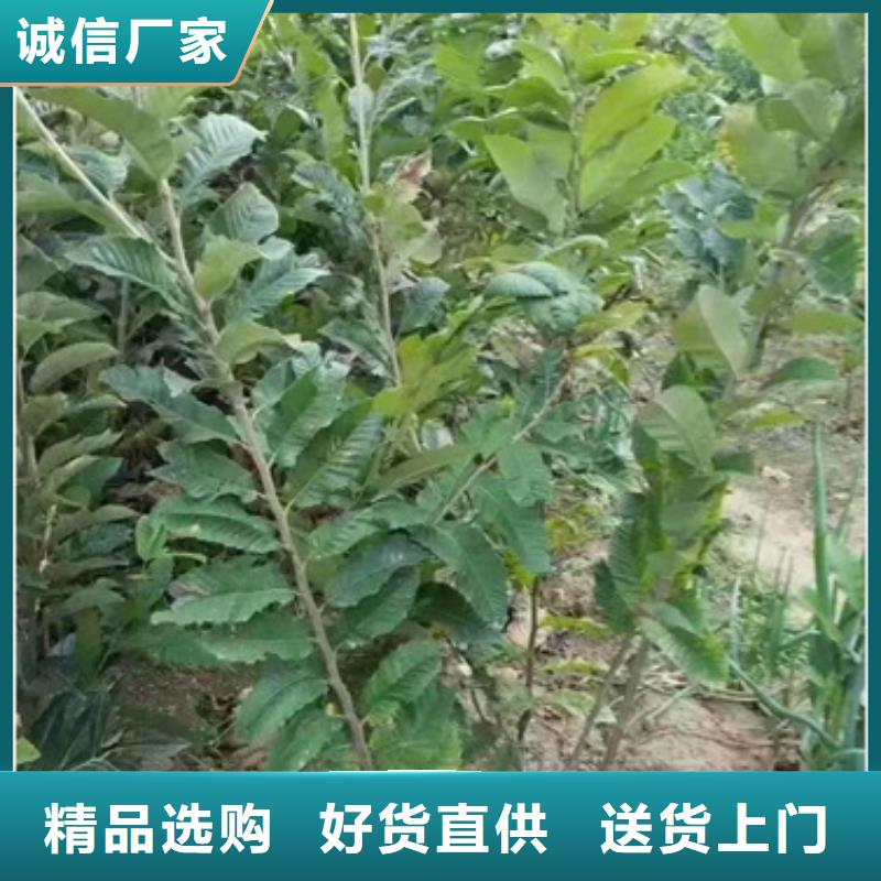 蓝莓苗视频-西固|七里河|嘉峪关|陇南|平凉|定西|酒泉|天水兴海蓝莓苗_ 兴海苗木种植社(兰州市分公司)