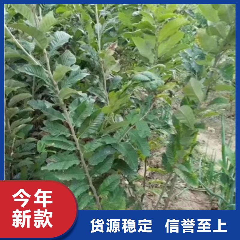 蓝莓苗-视频-蓝莓苗-甘肃省金昌市庆阳|嘉峪关|天水|白银|甘南该地供应商