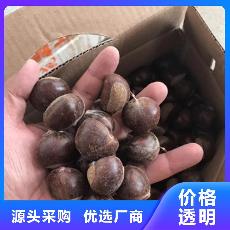 板栗苗蓝莓苗可定制有保障