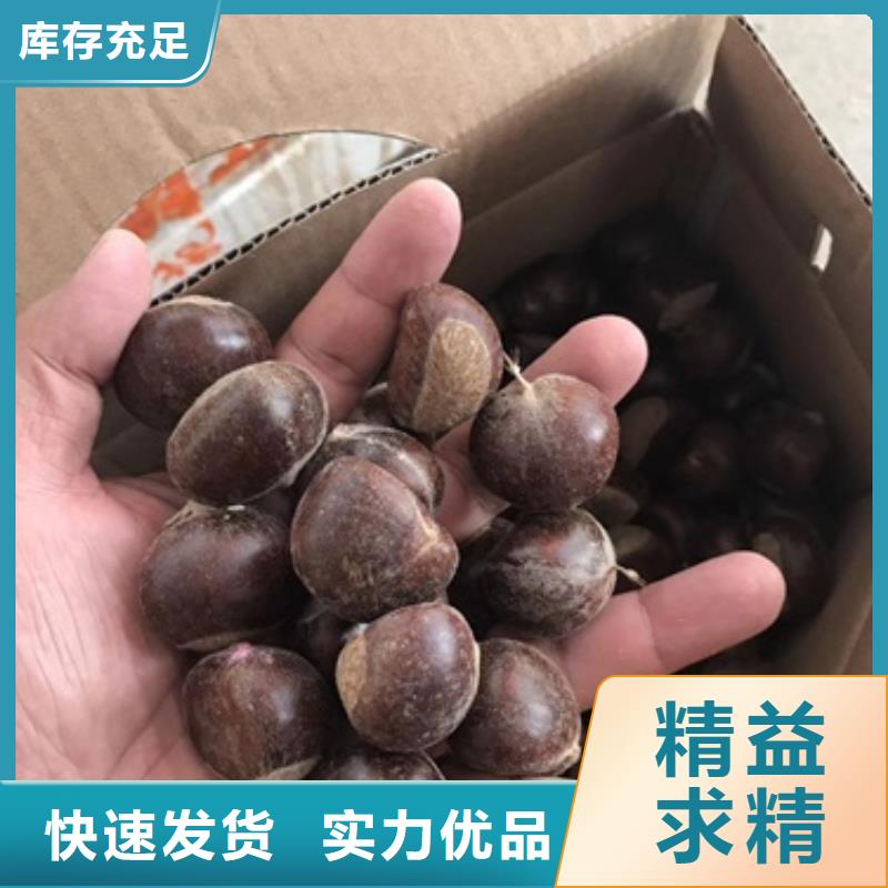 蓝莓苗-视频-蓝莓苗(兴海)覆盖地域新疆克拉玛依市乌鲁木齐|伊犁