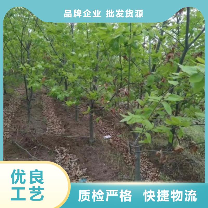 板栗苗蓝莓苗可定制有保障