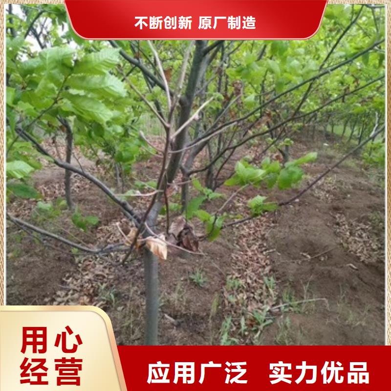 板栗苗梨树苗工厂认证