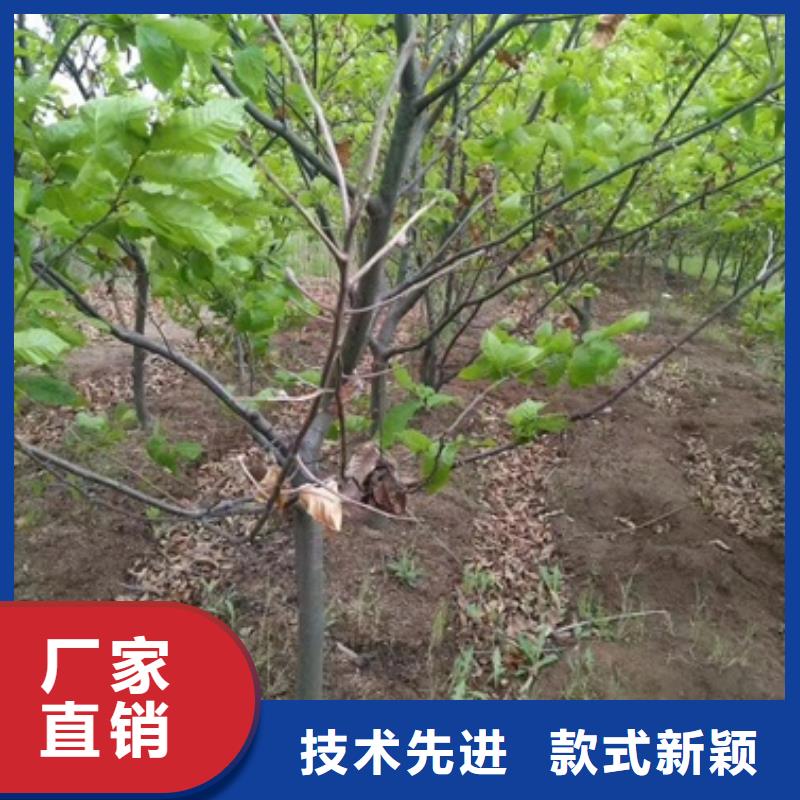 蓝莓苗视频-西固|七里河|嘉峪关|陇南|平凉|定西|酒泉|天水兴海蓝莓苗_ 兴海苗木种植社(兰州市分公司)