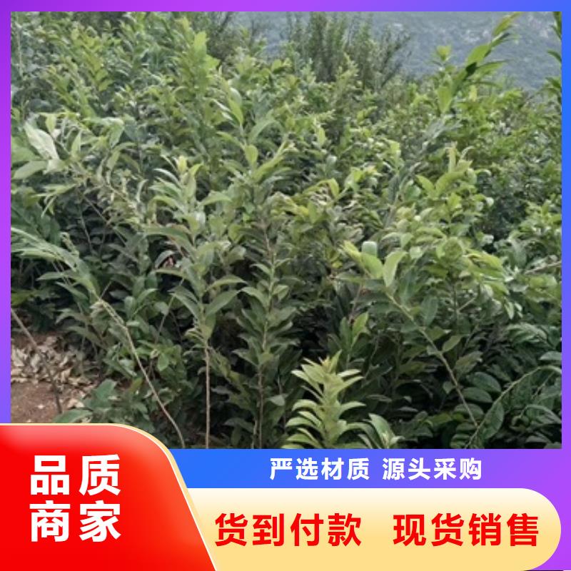 蓝莓苗-视频-蓝莓苗-甘肃省金昌市庆阳|嘉峪关|天水|白银|甘南该地供应商