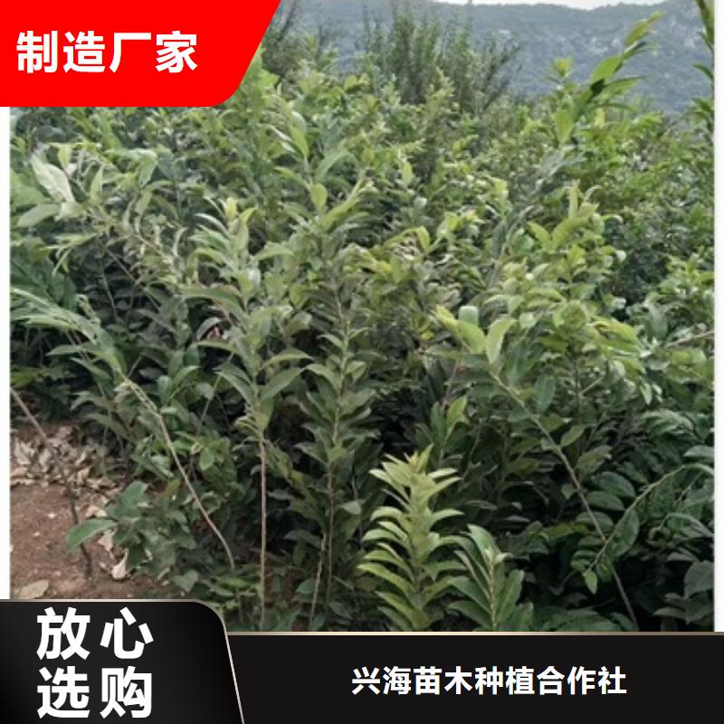 板栗苗蓝莓苗可定制有保障