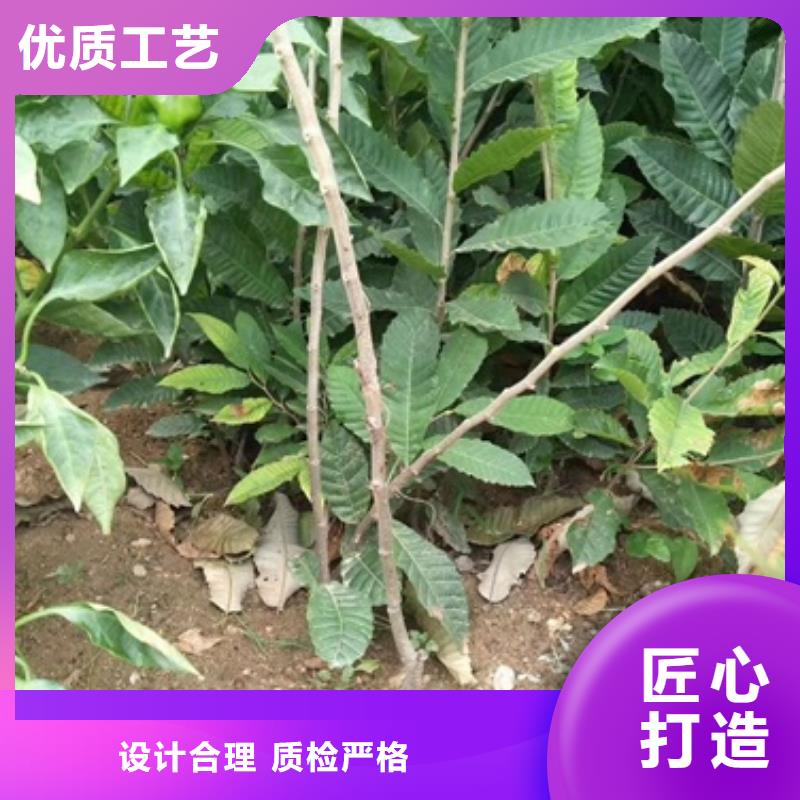 蓝莓苗-视频-蓝莓苗(兴海)覆盖地域新疆克拉玛依市乌鲁木齐|伊犁