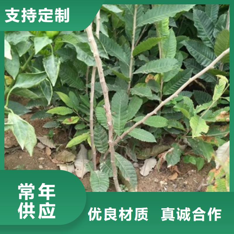 板栗苗蓝莓苗可定制有保障