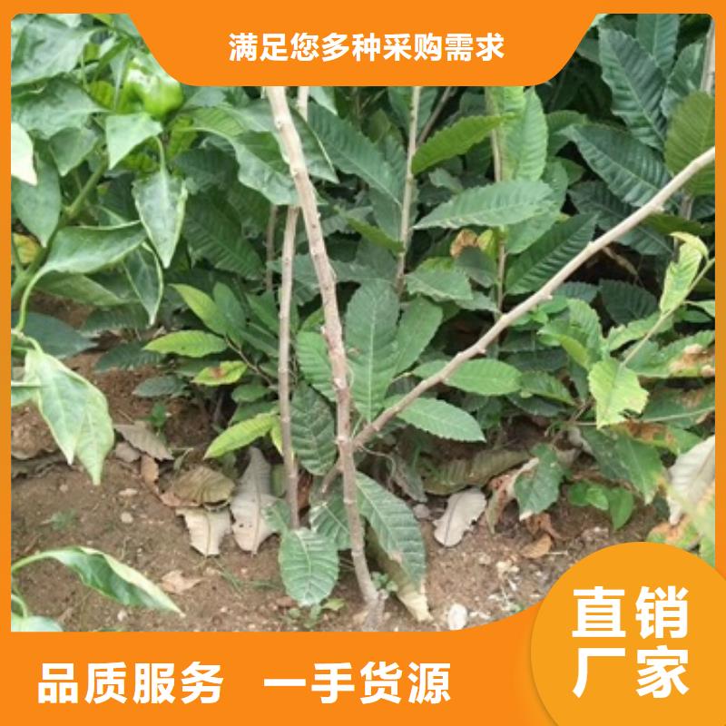 板栗苗蓝莓苗可定制有保障