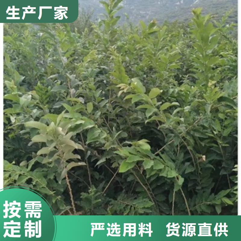板栗苗蓝莓苗可定制有保障
