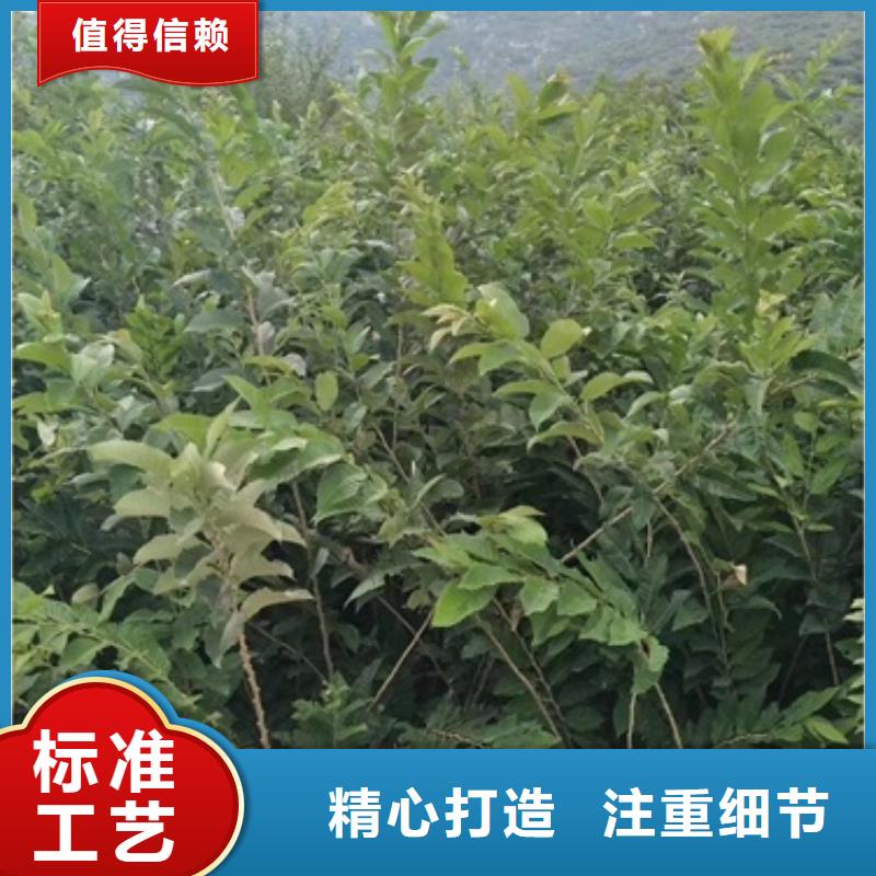 蓝莓苗视频-西固|七里河|嘉峪关|陇南|平凉|定西|酒泉|天水兴海蓝莓苗_ 兴海苗木种植社(兰州市分公司)
