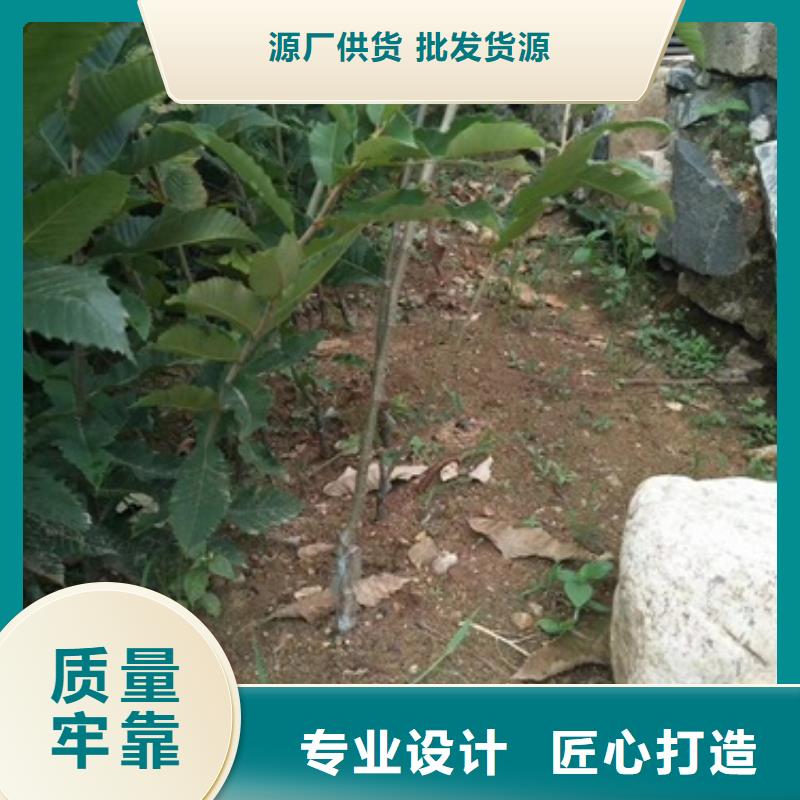 板栗苗蓝莓苗可定制有保障