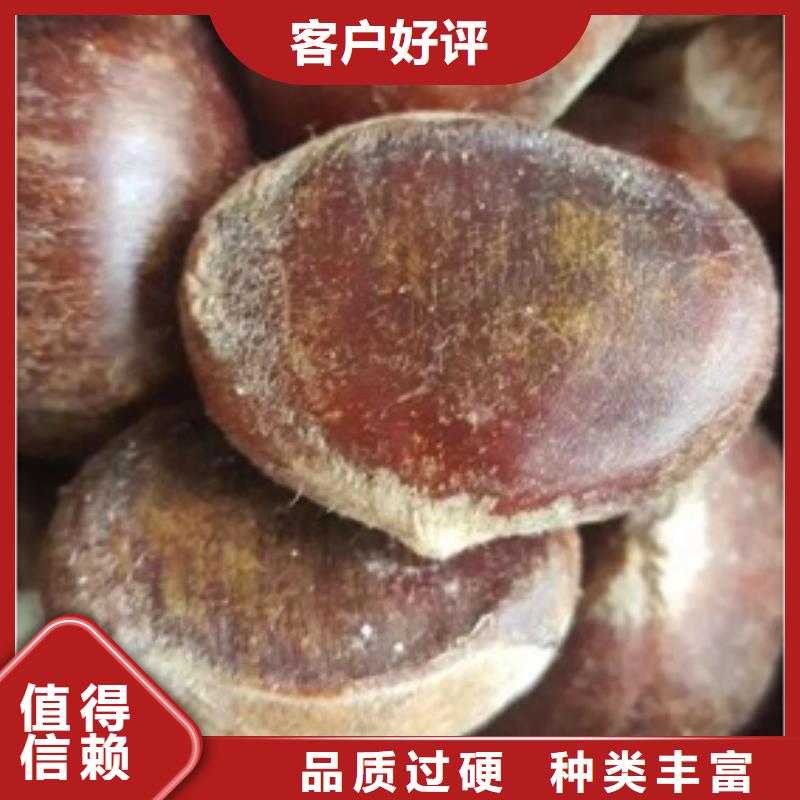 板栗苗蓝莓苗可定制有保障