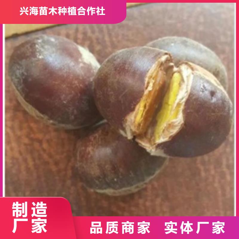 板栗苗蓝莓苗可定制有保障
