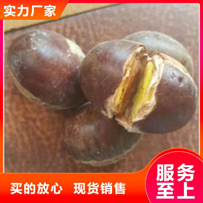 蓝莓苗视频-西固|七里河|嘉峪关|陇南|平凉|定西|酒泉|天水兴海蓝莓苗_ 兴海苗木种植社(兰州市分公司)