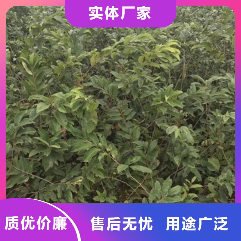 蓝莓苗-视频-蓝莓苗(兴海)覆盖地域新疆克拉玛依市乌鲁木齐|伊犁