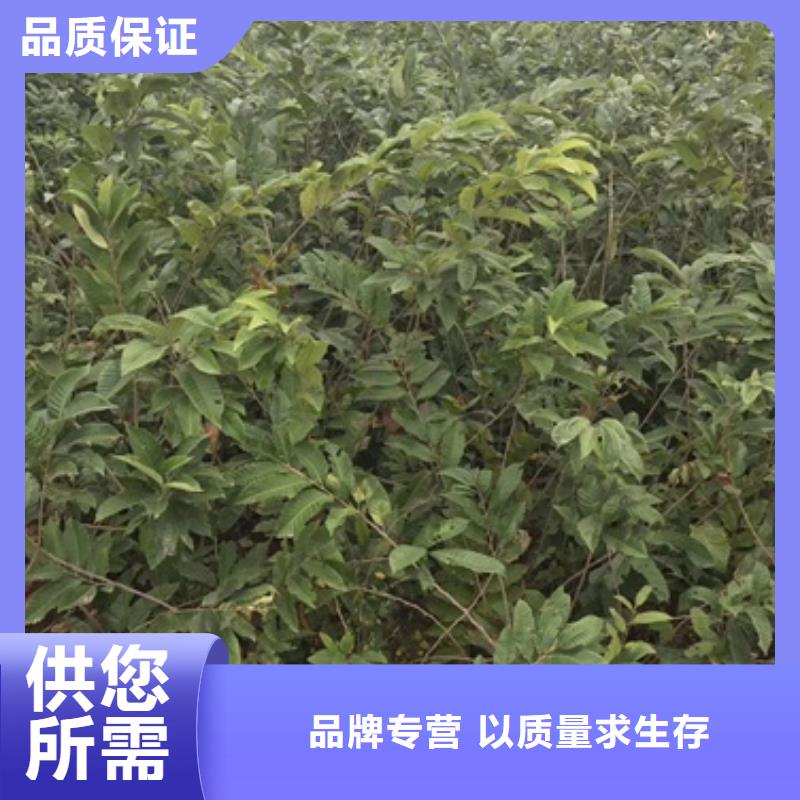 蓝莓苗-视频-蓝莓苗-甘肃省金昌市庆阳|嘉峪关|天水|白银|甘南该地供应商