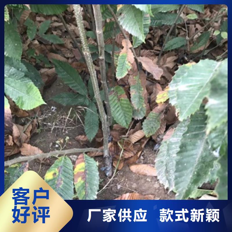 蓝莓苗-视频-蓝莓苗(兴海)覆盖地域新疆克拉玛依市乌鲁木齐|伊犁