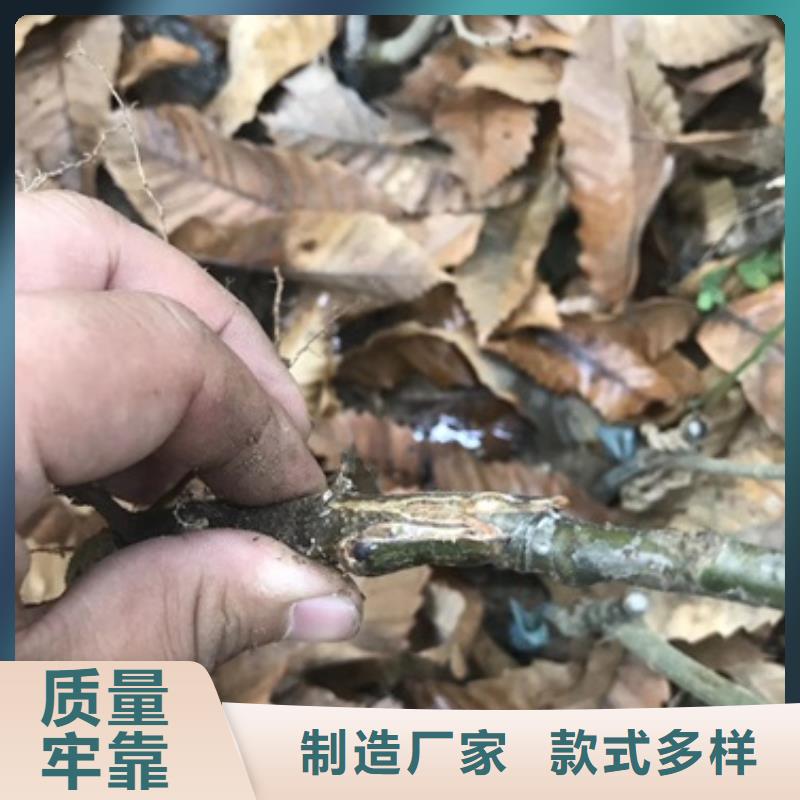 板栗苗蓝莓苗可定制有保障