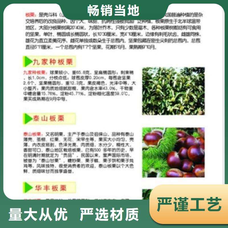 蓝莓苗-视频-蓝莓苗(兴海)覆盖地域新疆克拉玛依市乌鲁木齐|伊犁