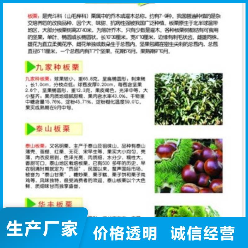 板栗苗蓝莓苗可定制有保障