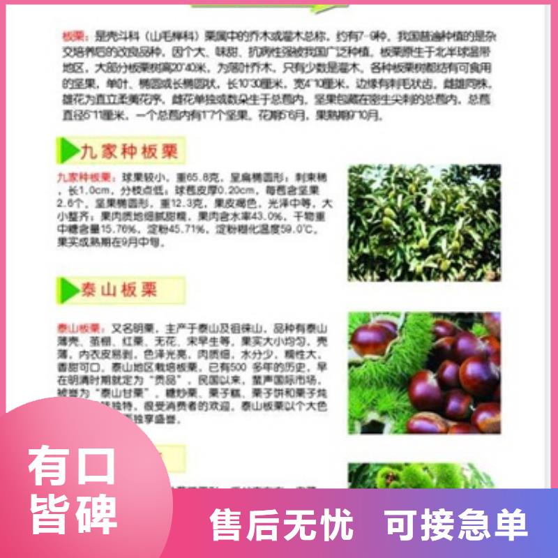 【板栗苗0中间商差价】