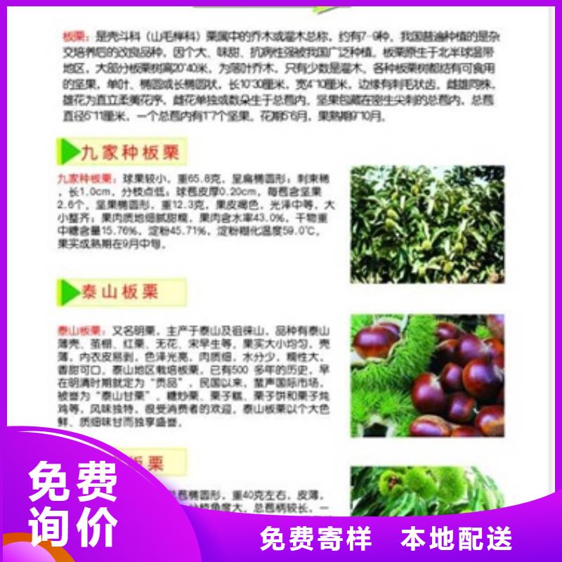 板栗苗_花椒苗诚信可靠