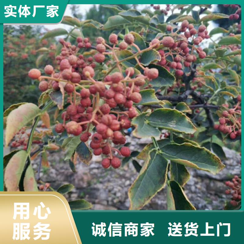 花椒苗桃树苗优选厂商