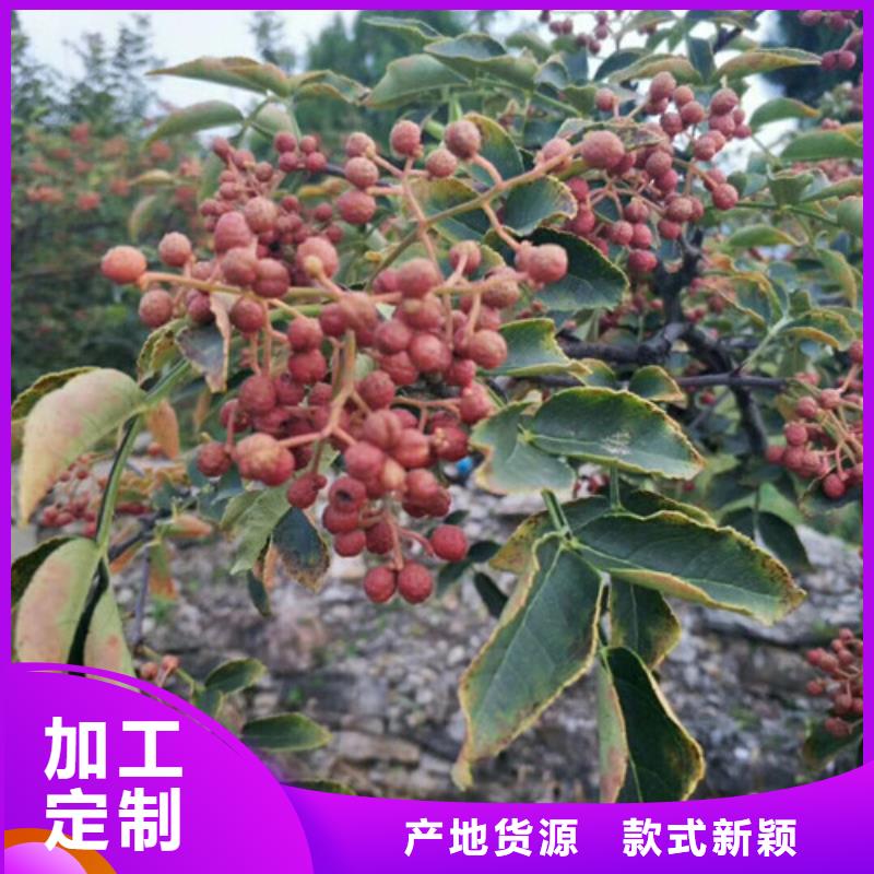 花椒苗桃树苗的图文介绍