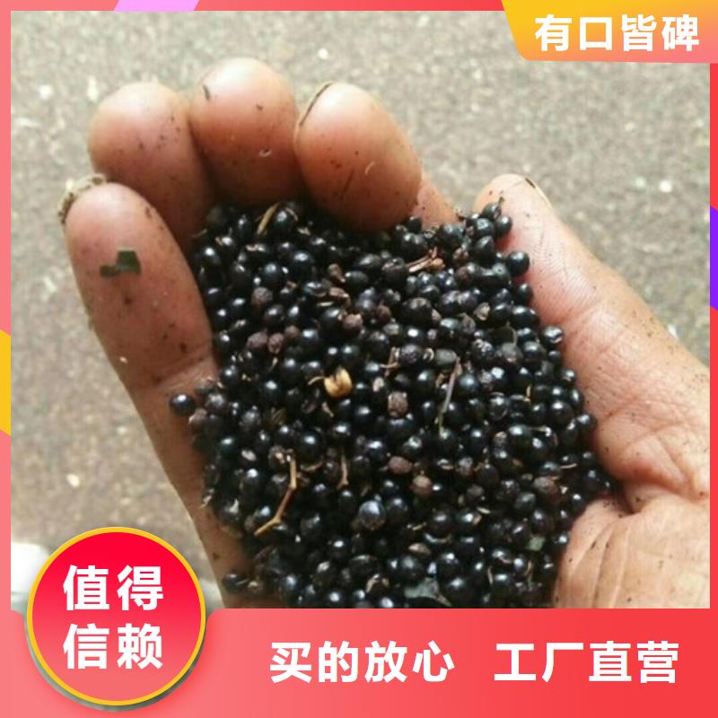 蓝莓苗视频-蓝莓苗|玉林市|博白|兴业|防城港|崇左|梧州|柳州