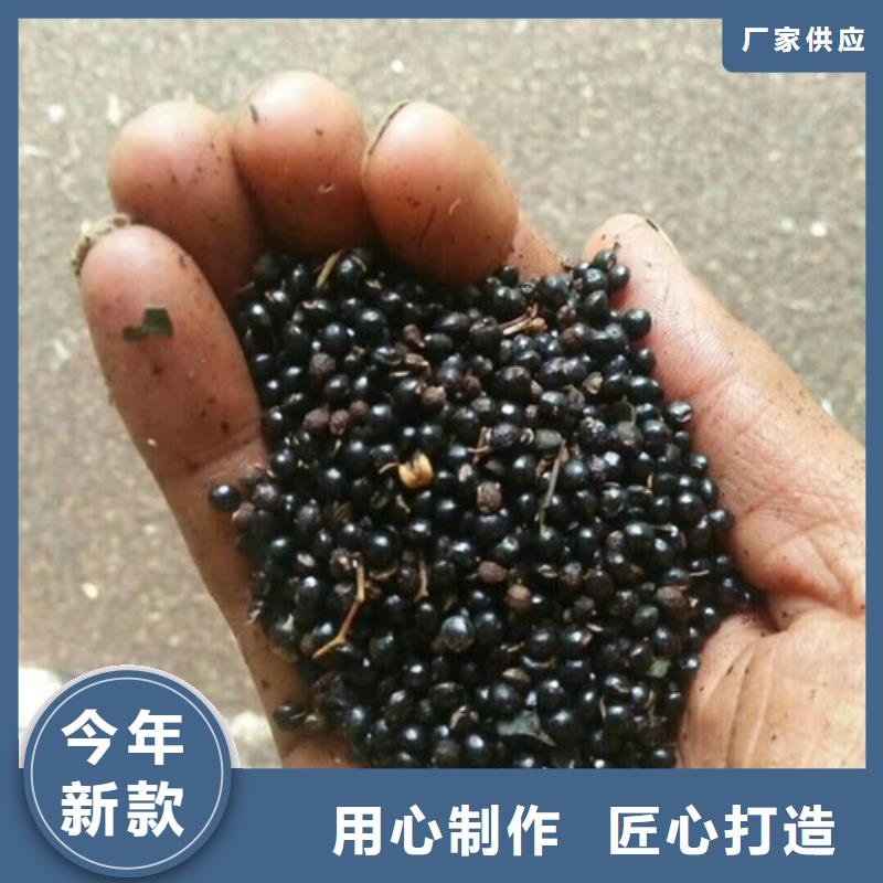花椒苗山楂苗出厂严格质检