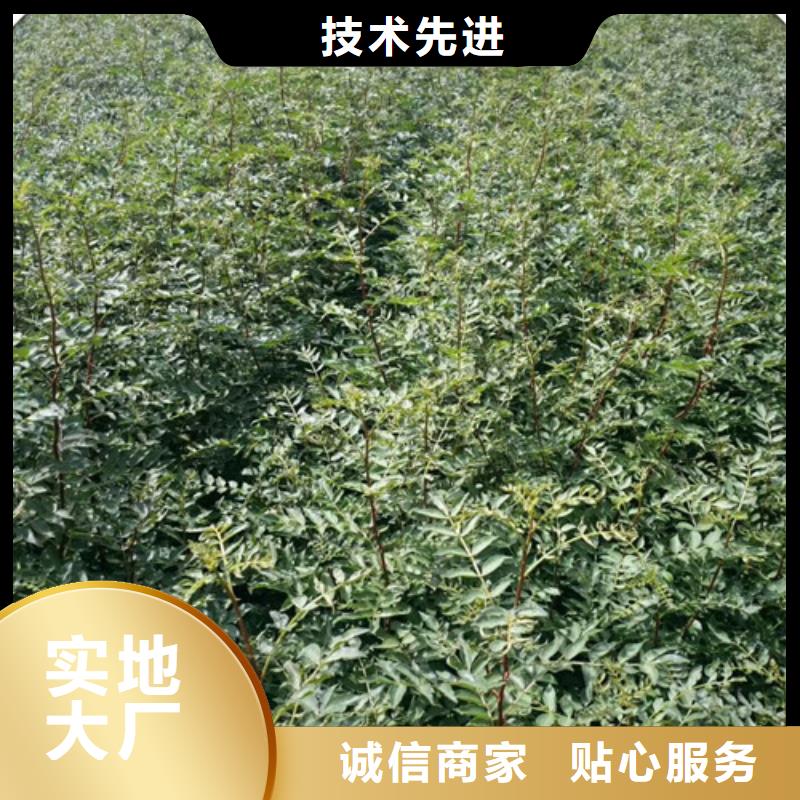 蓝莓苗-视频-江西省九江市兴海蓝莓苗可服务区域都昌|德安|吉安|景德镇|宜春|上饶|南昌等